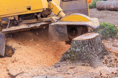 Tree stump grinding in Minneapolis MN